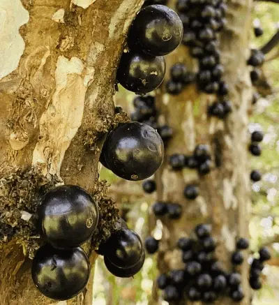 Myrciaria Jaboticaba