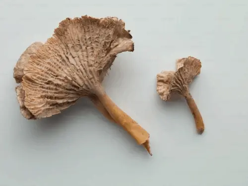 Pygeum Africanum Extract